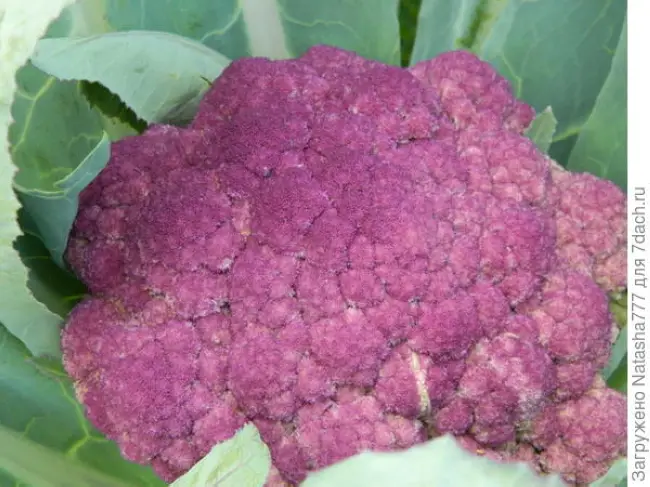 Цветная капуста Пурпурная красавица. Описание сорта. Выращивание из семян, уход. Фото