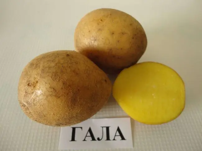 Семенной картофель Смак в Уссурийске