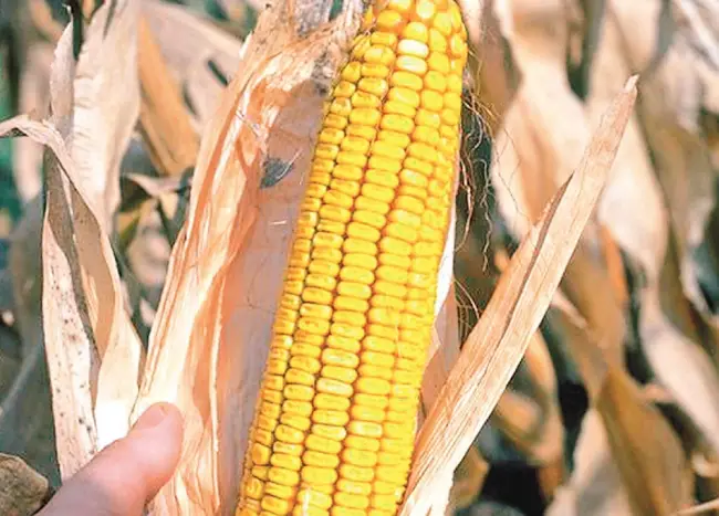 Кадр 267МВ семена кукурузы кормовой (Украина)