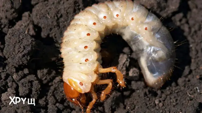 Личинка майского жука на ежевике – Вредители ежевики и особенности биологии их развития | АППЯПМ
