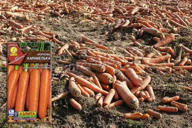 Морковь карамелька описание сорта