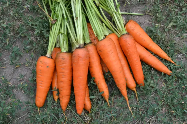 Шантенэ - любимая морковка нашей семьи. И это не просто сорт!