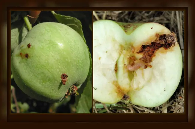 Плодожорка на яблоне (18 фото): методы борьбы и профилактика. Когда летом обработать дерево от червей? Как бороться с яблонной плодожоркой в июне и июле?