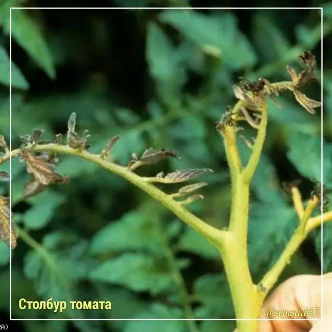 Столбур - серьезная хворь томата, о которой многие дачники, даже не знают