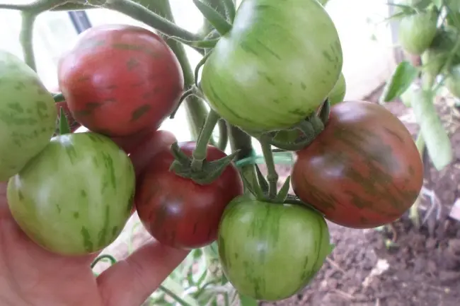 Драгоценные помидоры Фаберже