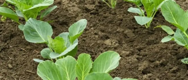 Подкормка капусты в открытом грунте: когда и какие удобрения использовать