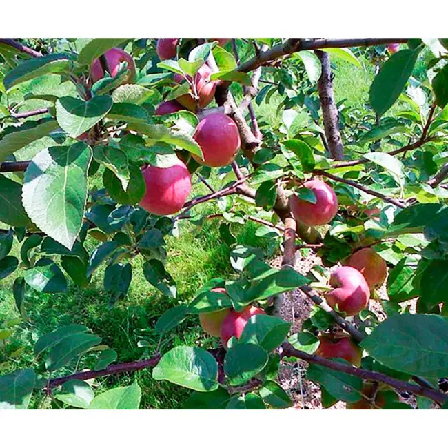 Описание сорта яблони Болотовское: фото яблок, важные характеристики, урожайность с дерева