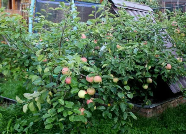 Карликовая яблоня Братчуд – описание сорта, посадка и уход