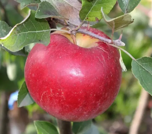 Яблоня низкорослое описание сорта – Описание 16 лучших сортов карликовых яблонь с фото, отзывами и названиями | Дачный участок