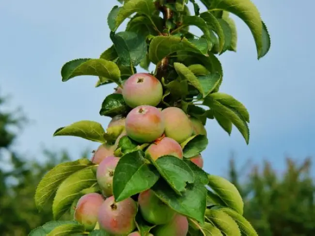 Сорт яблони Останкино (колоновидная): фото, отзывы, описание, характеристики.