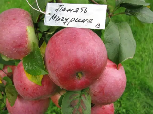 Описание сорта яблони Память Мичурина: фото яблок, важные характеристики, урожайность с дерева