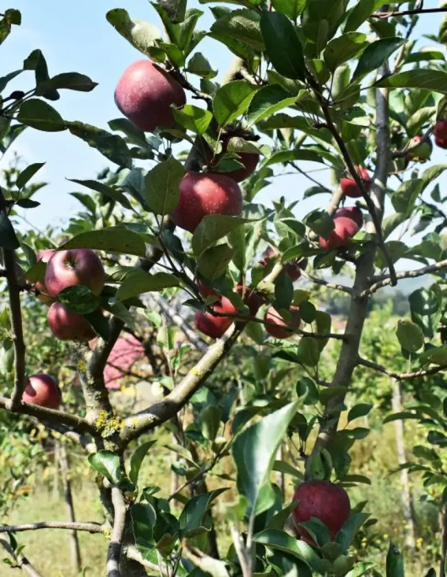 Описание сорта яблони Пепин шафранный: фото яблок, важные характеристики, урожайность с дерева