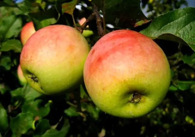 Описание сорта яблони Северный Синап