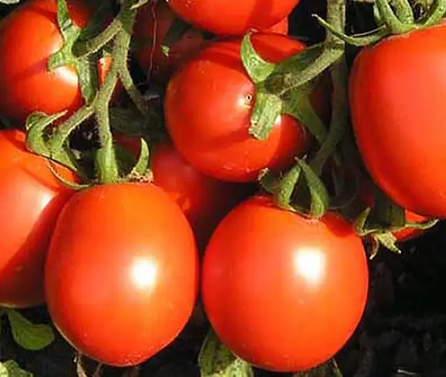 Сорт томата Сибирский Спринтер! Полный обзор томата