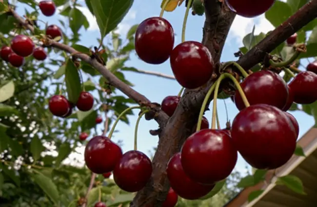 Описание вишни сорта Шпанка и его разновидностей, особенности ухода и выращивания. Отзывы.