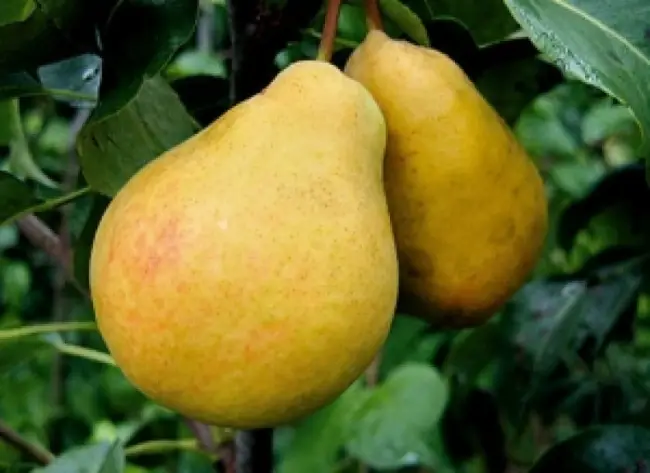 Сорт груши Февральский сувенир: бережно хранит свои плоды