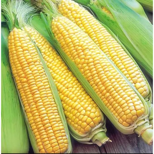 Кукуруза свитстар описание сорта