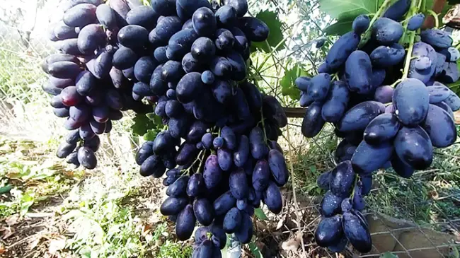 Осенний черный – стр. 1 – сорта винограда на О – ВИНОГРАДНАЯ ЛОЗА