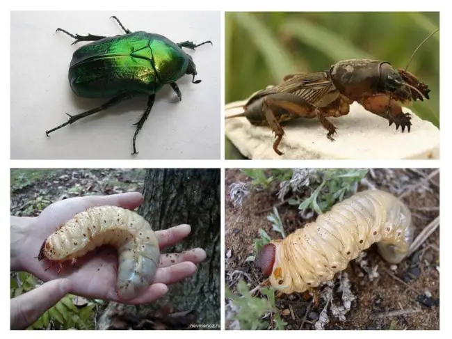 Эффективные меры борьбы с личинками майского жука. Как избавиться на огороде от личинки майского жука. Народные средства.