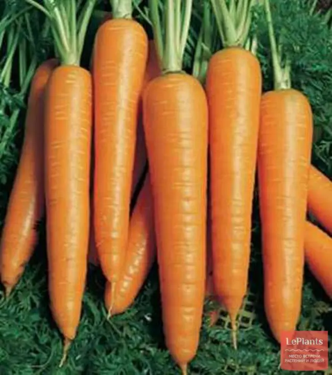 Морковь посевная Вита Лонга