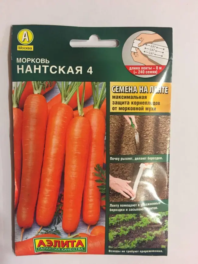 Сорт моркови НИИОХ 336