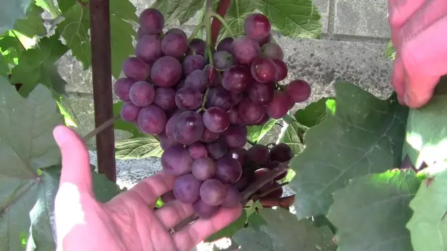Болезни и вредители винограда: описание и меры защиты