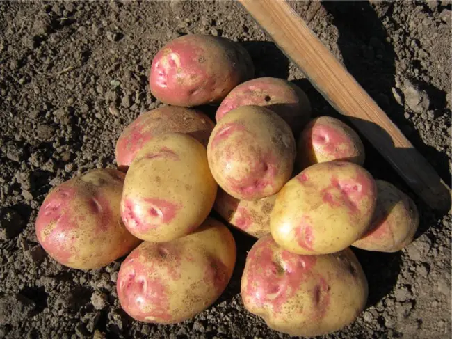 Сорт картофеля Пикассо: характеристика, особенности посадки и выращивания