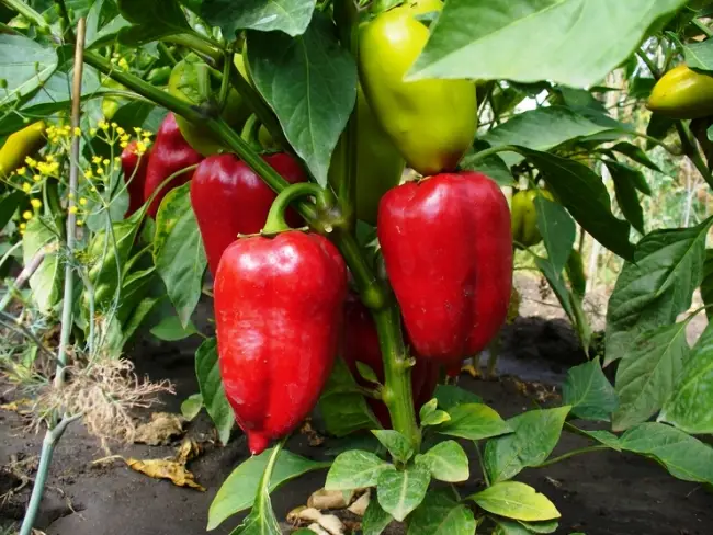 Перец Бизон красный: характеристика и описание сорта с фото, урожайность и отзывы садоводов