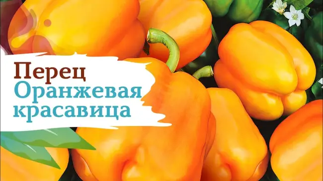 ‘Оранжевая красавица’ F1 — раннеспелый гибрид болгарского перца от НПО «Сады России». Если честно, подкупило название — я вообще очень