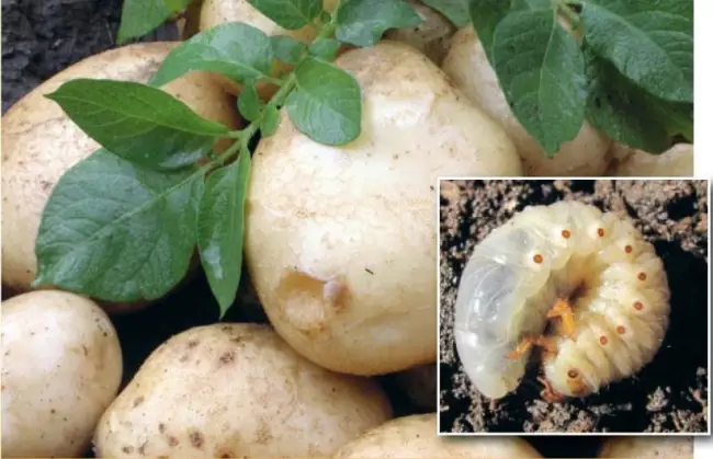 ТОП-13 вредителей картофеля