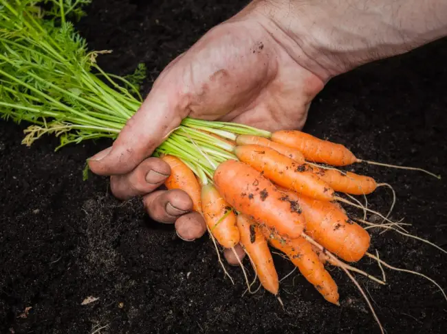 Морковь Детская сладость: описание сорта моркови, характеристика, агротехника