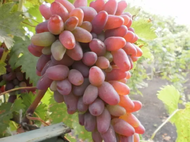 Подробное описание винограда сорта “Оригинал”, фото, видео, сравнение
