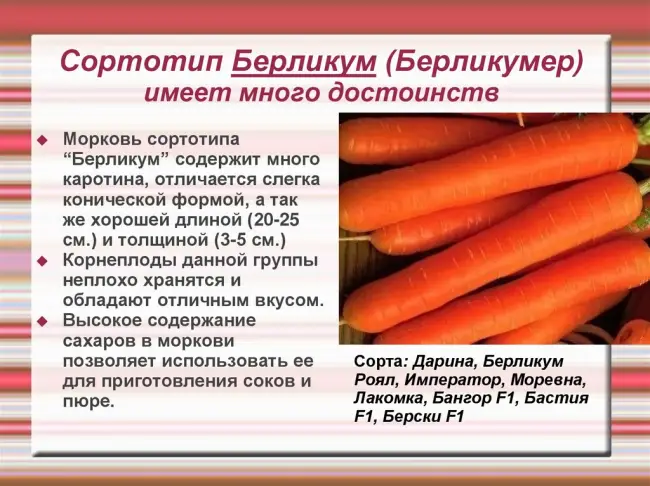 Морковь ПРОМИНАНС F1 / PROMINANS F1 Takii Seeds
