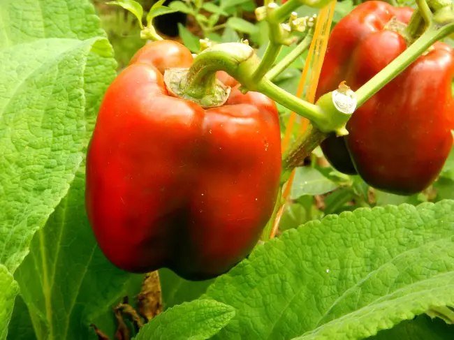 Расскажем все о посадке и выращивании сладкого перца Кубышка, а также ознакомим с описание и характеристиками болгарского сорта. Узнайте отзывы об урожайности растения, а еще посмотрите фото семян от фирмы Аэлита.