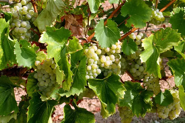 Высокоурожайный красавец из Грузии — виноград Ркацители