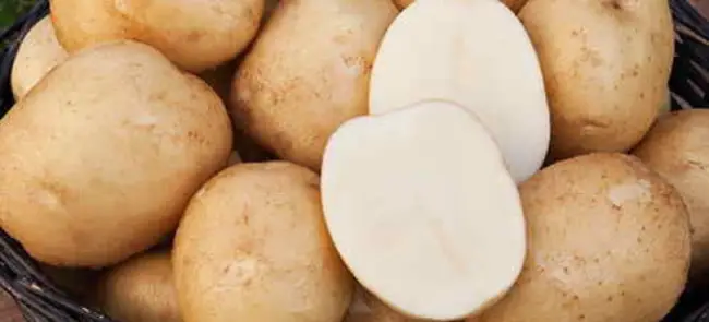 Сорт картофеля лаперла фото и описание