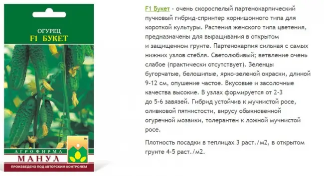 Слышали ли вы когда-нибудь об овощах-спринтерах? Поверьте, есть такие. Среди огурцов это гибрид Букет. Его характеризует букетное плодоношение и быстрая, буквально в течение месяца, отдача большей части урожая. Этот удивительный сорт разработан селекционерами ООО Селекционно-семеноводческая фирма «Манул». Заявка на регистрацию новинки была подана в 2004-ом году, в Госреестр селекционных достижений России разновидность внесена в 2008-ом.