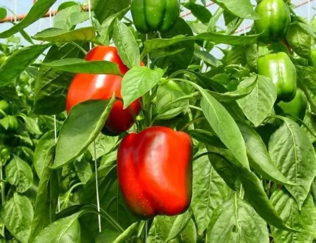 Перец Болгарец: описание сорта, характеристика плодов, агротехника выращивания и ухода