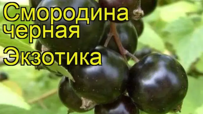 Сладкоплодная – сорт растения Смородина черная