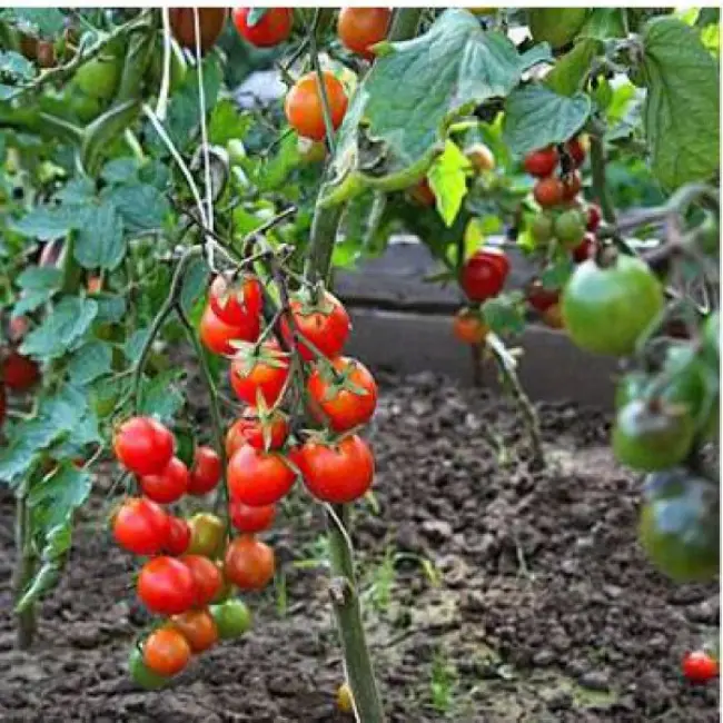 Томат Алези: описание сорта помидоров, характеристики. Особенности посадки и выращивания, болезни и вредители, достоинства и недостатки