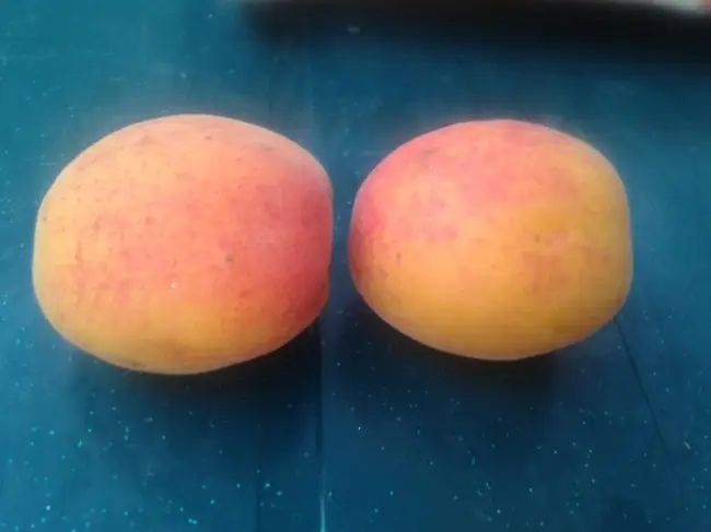 Причины гниения персиков на дереве