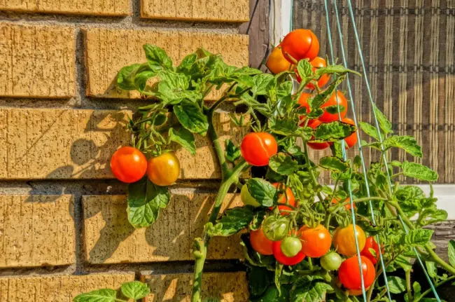 Альтернативой помидорам черри стали ампельные сорта, которые можно выращивать не только в кашпо и в перевернутом виде, что повышает урожайность. Решила попробовать вырастить это чудо у себя в саду.