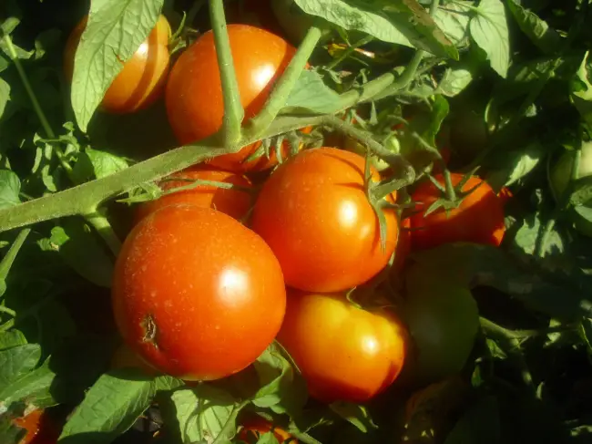 Томат Бабай f1: характеристика и описание сорта, фото, высота кустов помидора, урожайность, отзывы
