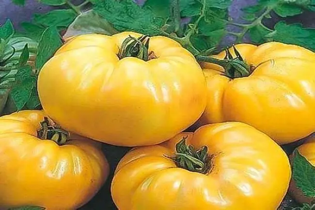 Как растёт томат Бизон?