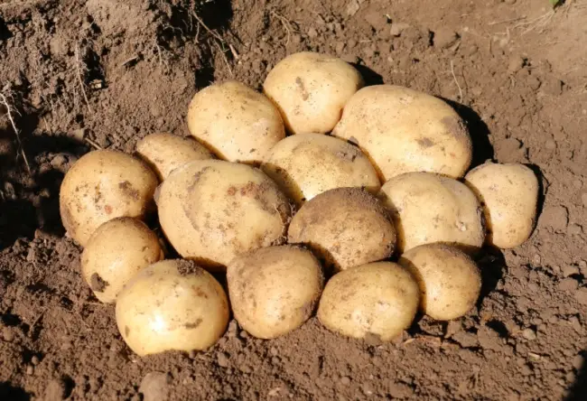 Сорт картофеля Евростарч: фото и описание