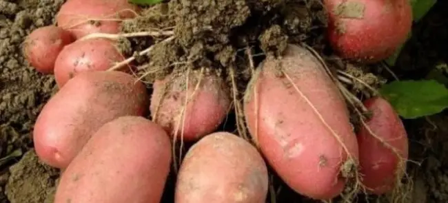 Сорт картофеля “Каратоп”: описание, фото, характеристика, достоинства и недостатки Русский фермер