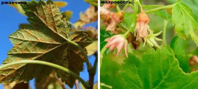 Смородинная галлица: методы борьбы, как избавиться от стеблевой (побеговой), листовой и цветочной галлицы, фото
