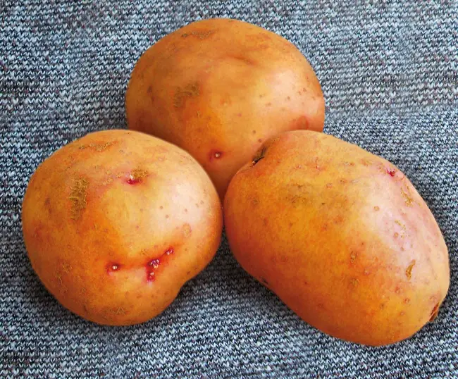 Сорт картофеля Жуковский ранний: описание, посадка, уход и сбор урожая
