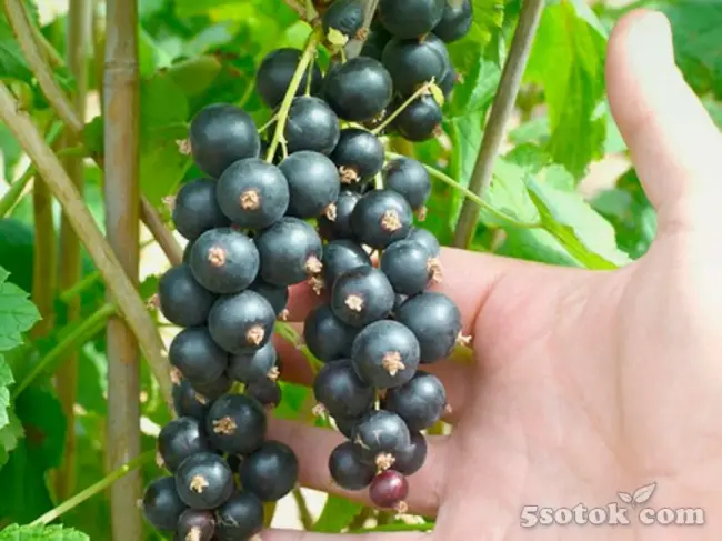 Смородина черная Добрый джин (Ribes nigrum Dobry Dgin) – описание сорта, фото, саженцы, посадка, особенности ухода. Дачная энциклопедия.