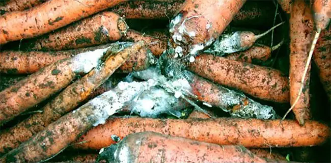 Сухая гниль на моркови